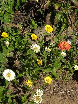 母が手入れできないうちに道端にこぼれてたくさん咲いた