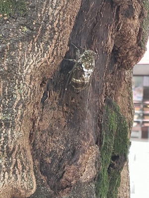 街路樹にて大音量でなくセミ